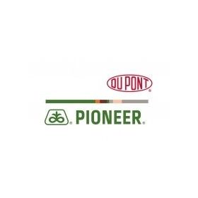 Pioneer napraforgó